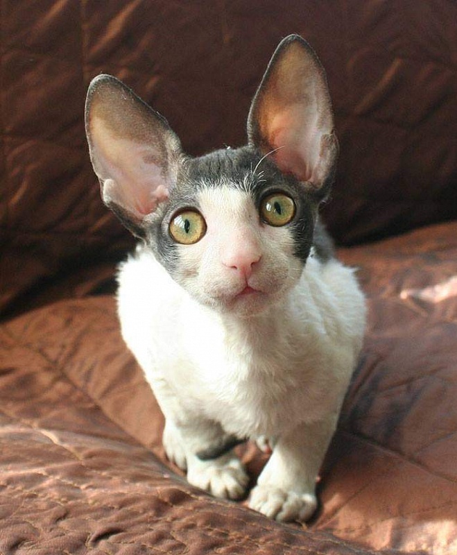 Astra Rex Gaudialis - корниш-рекс