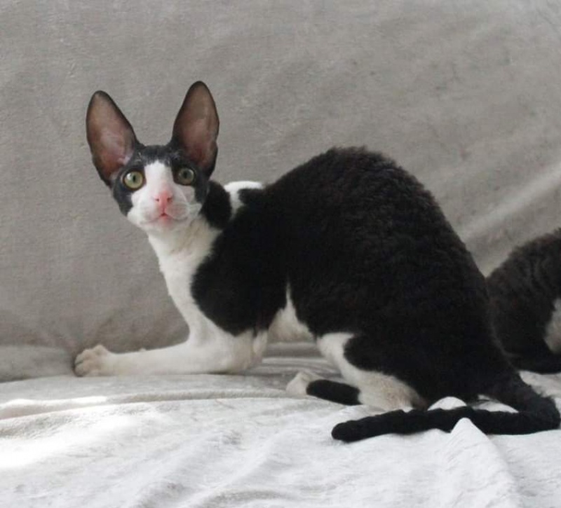 Astra Rex Gaudialis - корниш-рекс