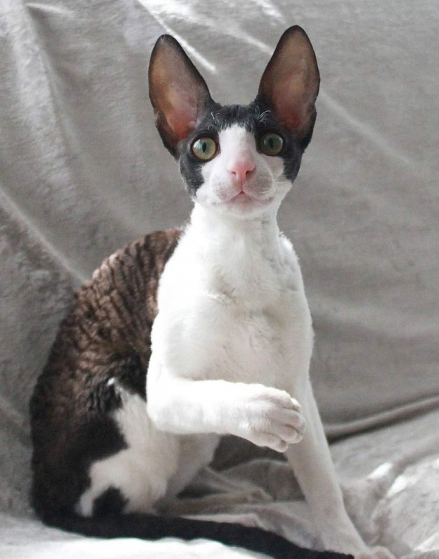Astra Rex Gaudialis - корниш-рекс