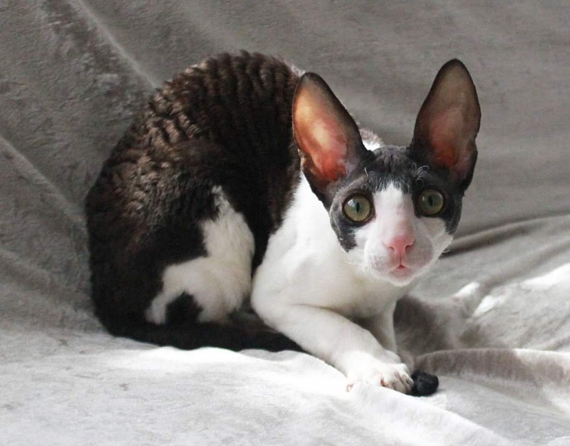 Astra Rex Gaudialis - корниш-рекс