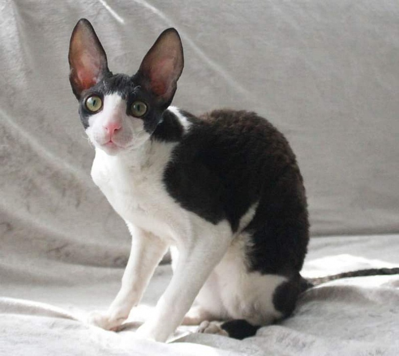 Astra Rex Gaudialis - корниш-рекс