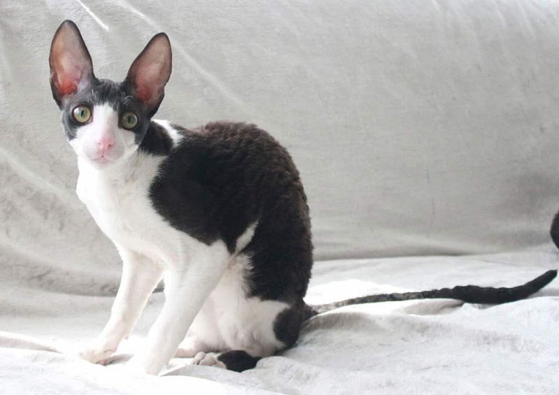 Astra Rex Gaudialis - корниш-рекс