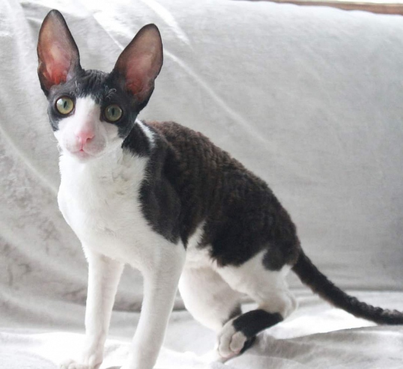 Astra Rex Gaudialis - корниш-рекс