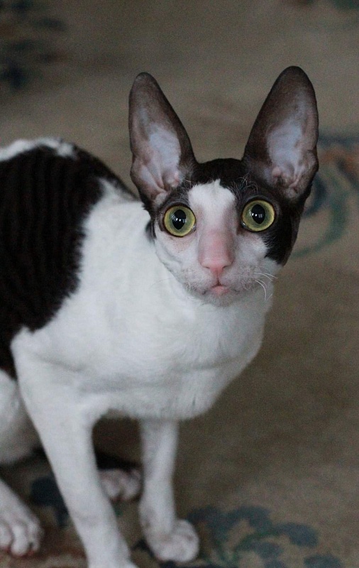 Astra Rex Gaudialis - корниш-рекс