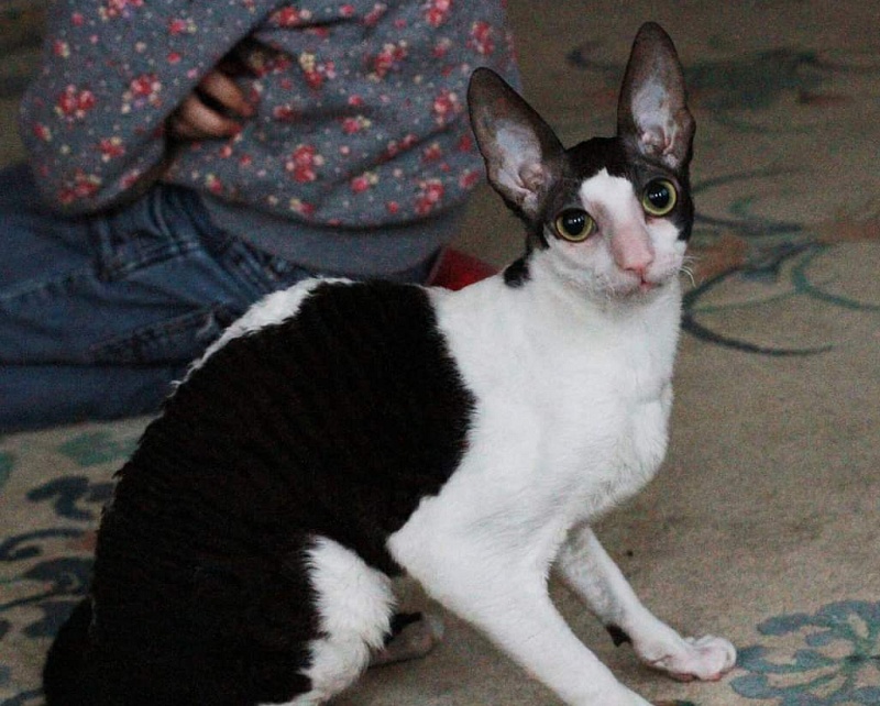 Astra Rex Gaudialis - корниш-рекс
