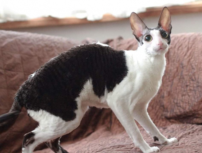 Astra Rex Gaudialis - корниш-рекс