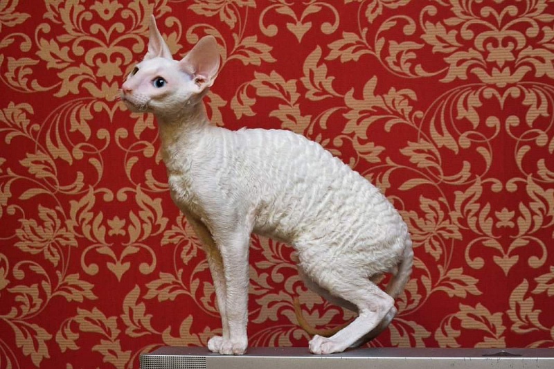 PannonRex DomDoDom - cornish rex