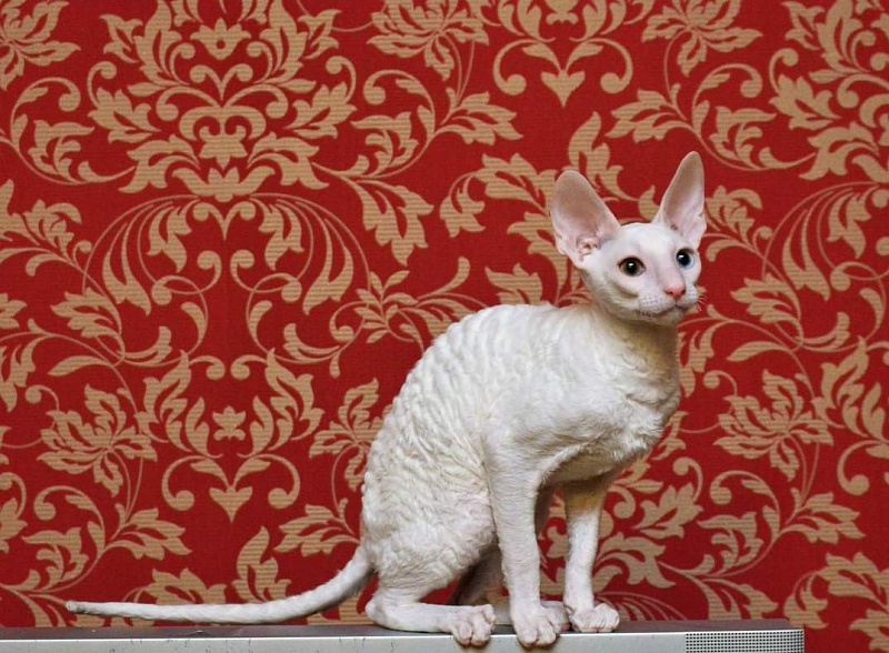 PannonRex DomDoDom - cornish rex