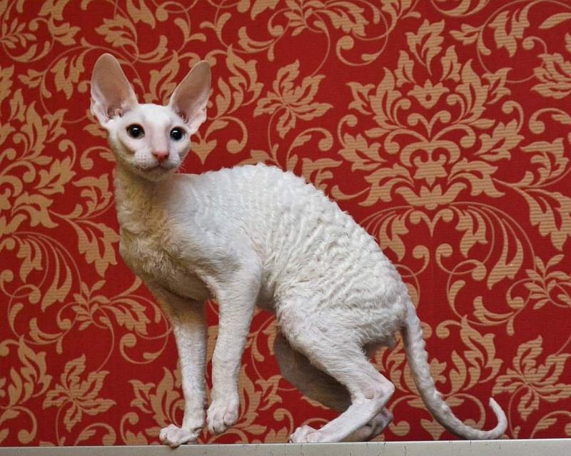 PannonRex DomDoDom - cornish rex
