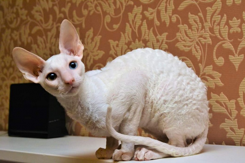 PannonRex DomDoDom - cornish rex