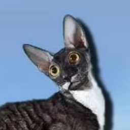 Clinker ShRex