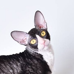 Mykro's TuxBoy of Twisted Dream