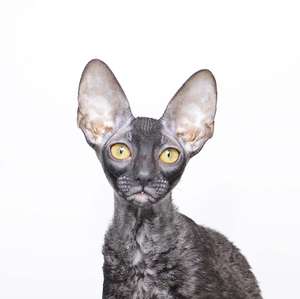 Leslie CorBri - cornish rex