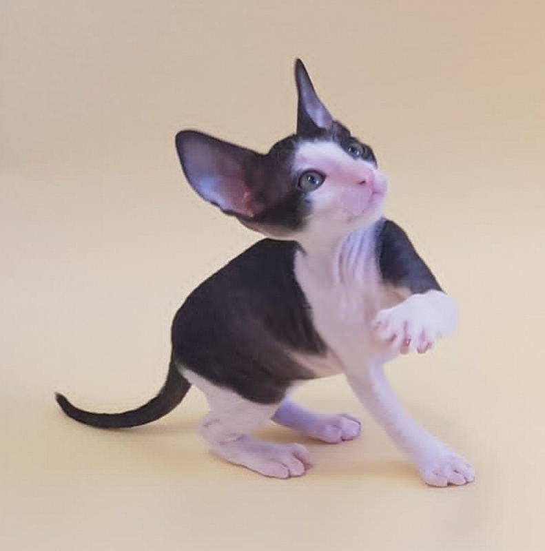 Fijer Elemani Dream - Kitten cornish rex 1 month 1.5 week