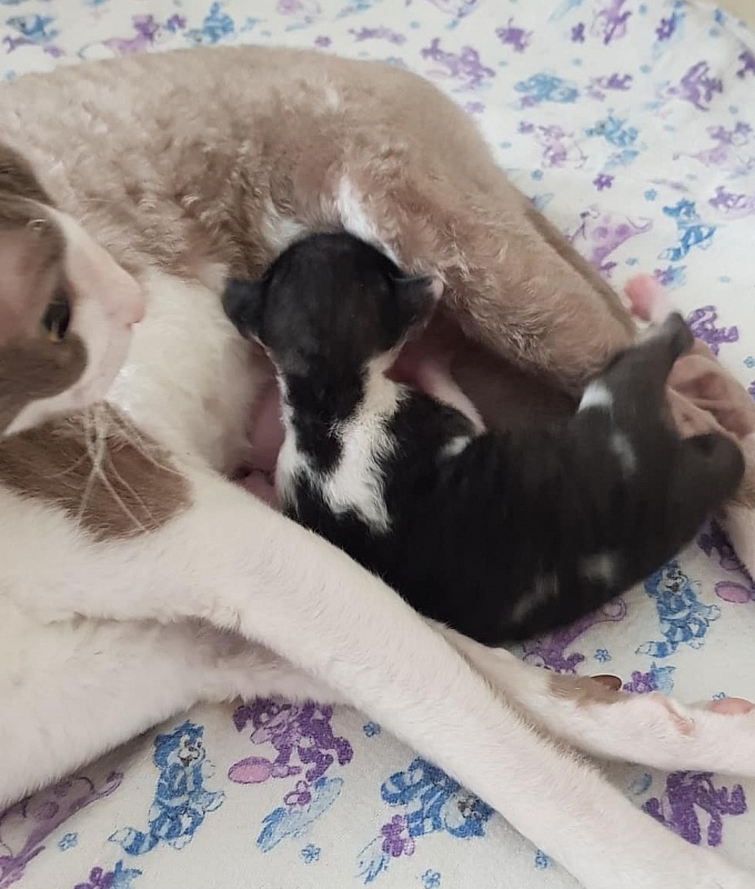 Gucci Elemani Dream - cornish rex
