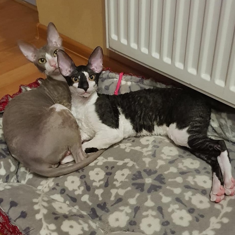 Gucci Elemani Dream - cornish rex