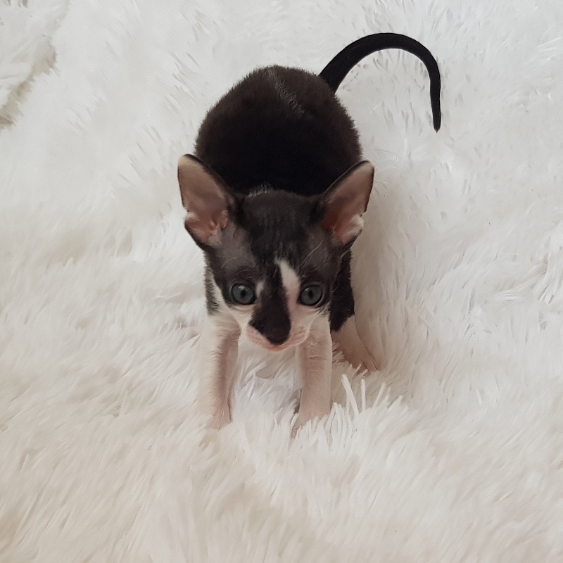Gucci Elemani Dream - cornish rex