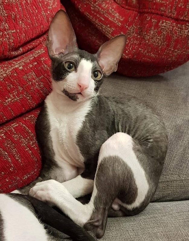 Hrustik Elemani Dream - cornish rex
