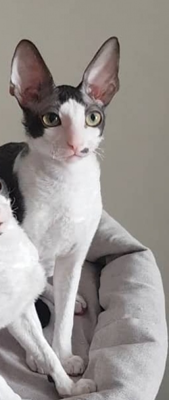 Havrosha Elemani Dream - cornish rex