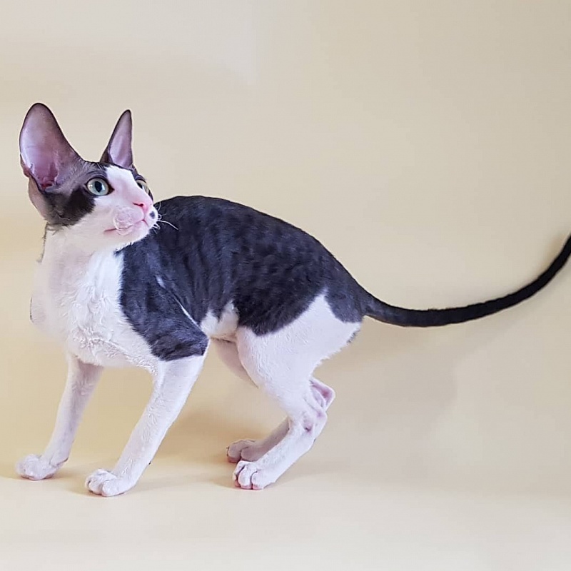 Havrosha Elemani Dream - cornish rex