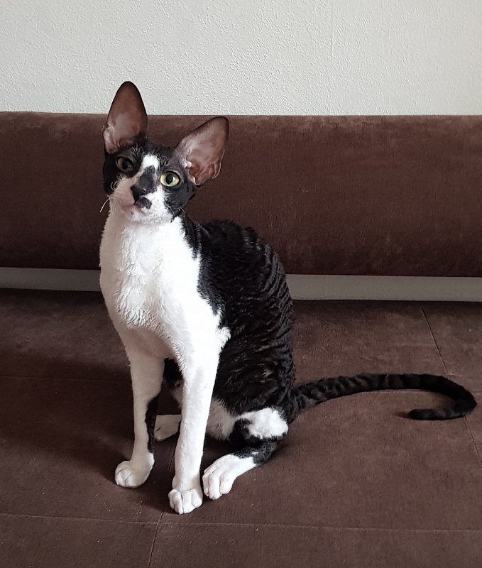 Kroky Elemani Dream - Kitten cornish rex 6 months 0.5 weeks