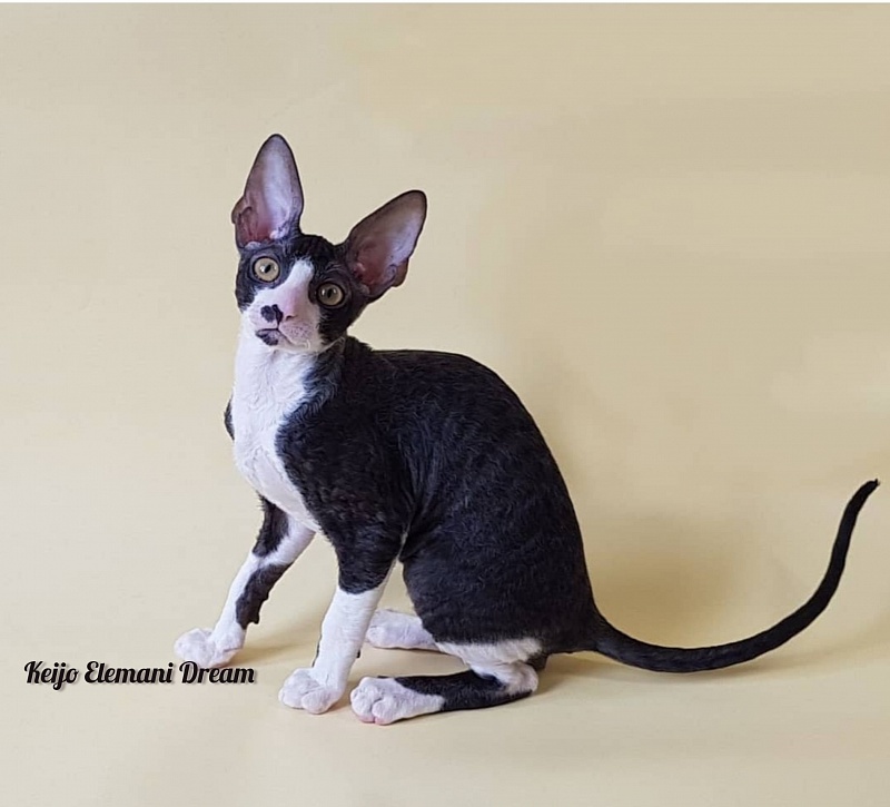 Keijo Elemani Dream - Kitten cornish rex 3 months 1 week