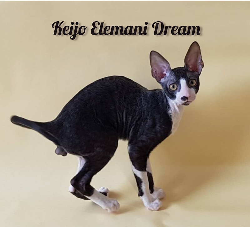 Keijo Elemani Dream - Kitten cornish rex 3 months 1 week