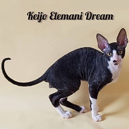 Keijo Elemani Dream