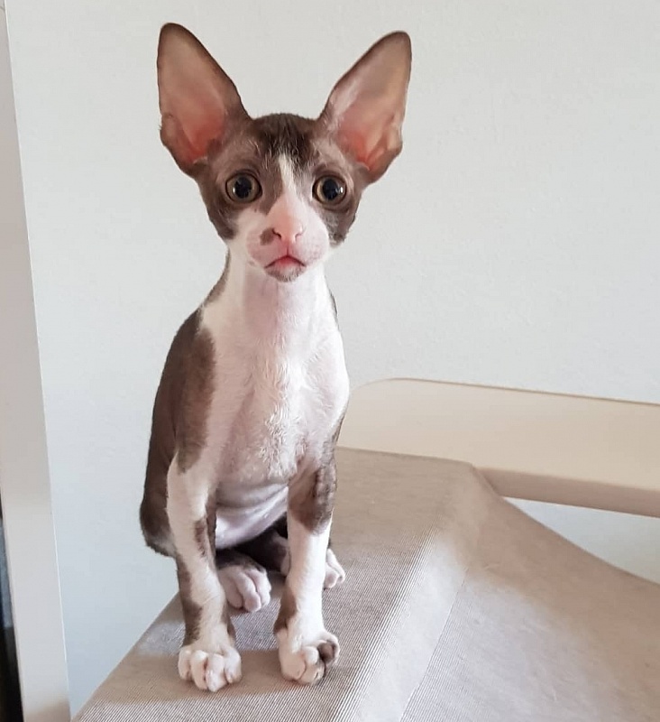 Koffi Elemani Dream - Kitten cornish rex 1 month 4 weeks