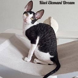 Kiwi Elemani Dream