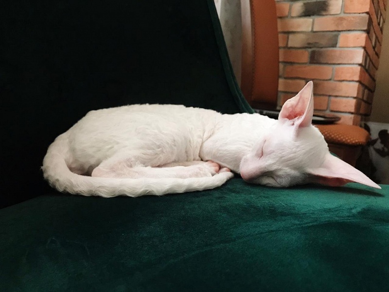 Lirika Elemani Dream - cornish rex