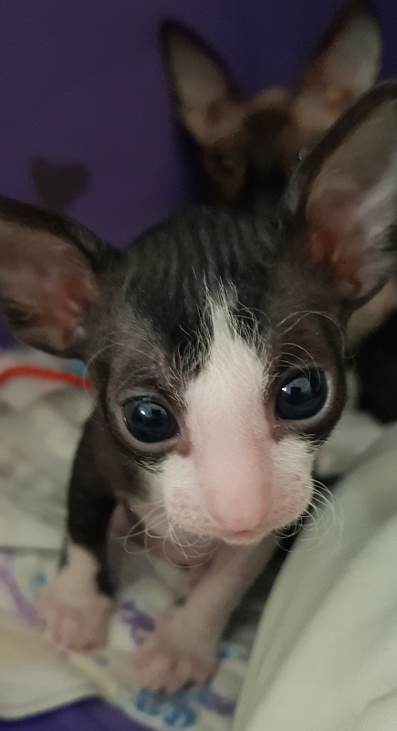 Matilda Elemani Dream - Kitten cornish rex 1 week