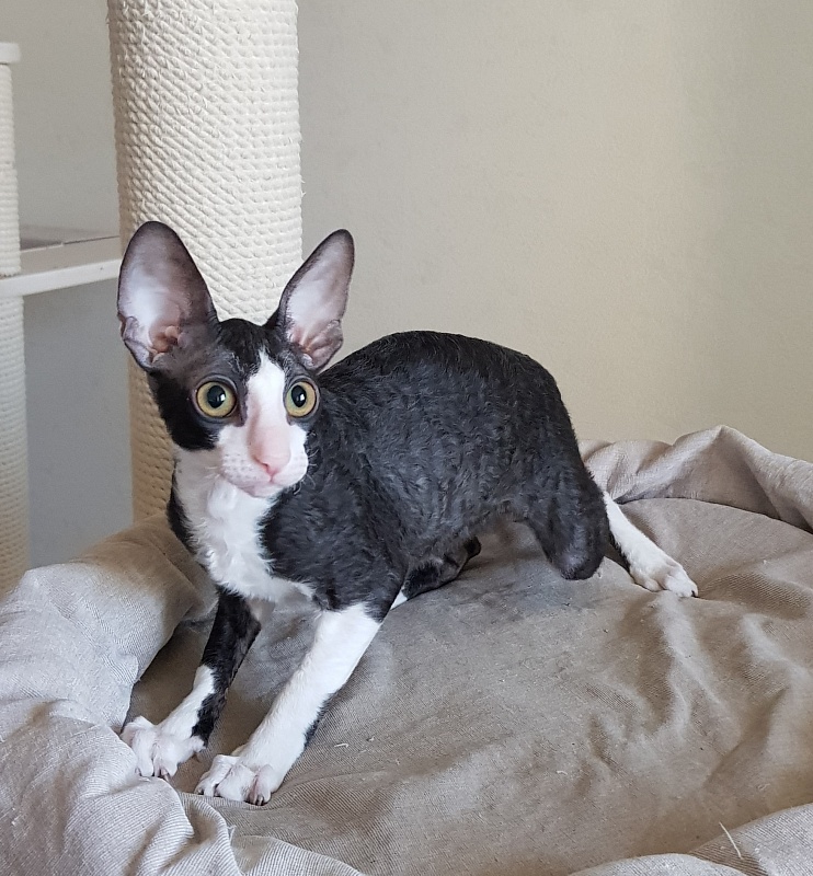 Matilda Elemani Dream - Kitten cornish rex 3 months 4 weeks