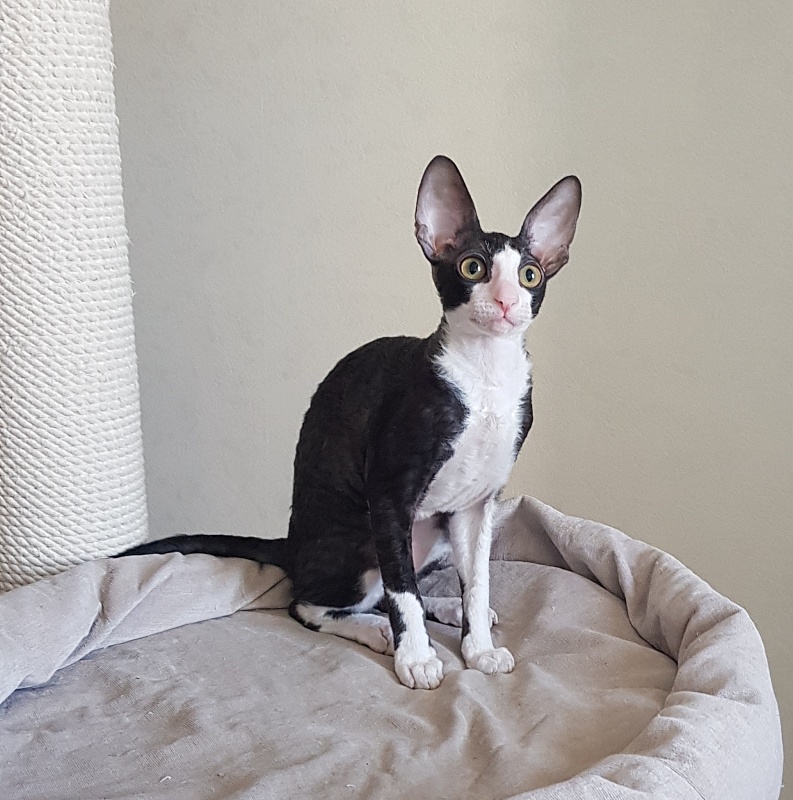 Matilda Elemani Dream - Kitten cornish rex 3 months 4 weeks