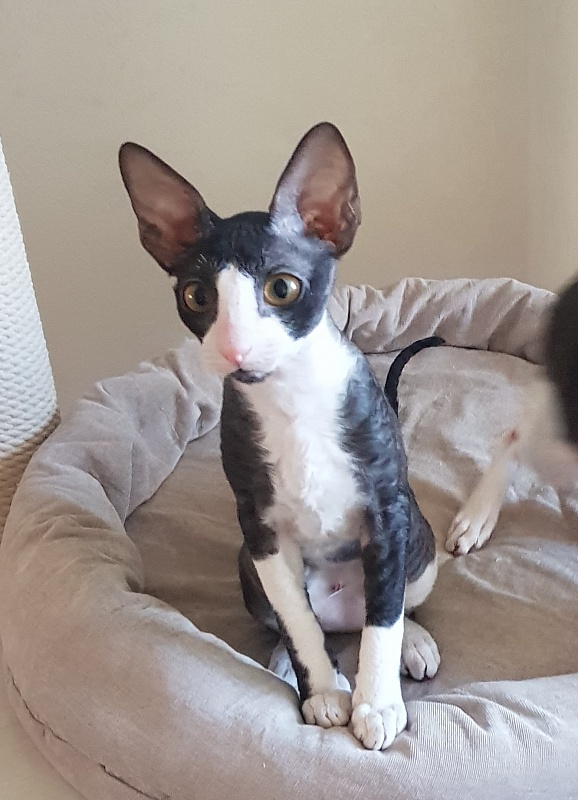 Madame Cherry Elemani Dream - Kitten cornish rex 3 months 3 weeks