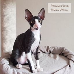 Madame Cherry Elemani Dream