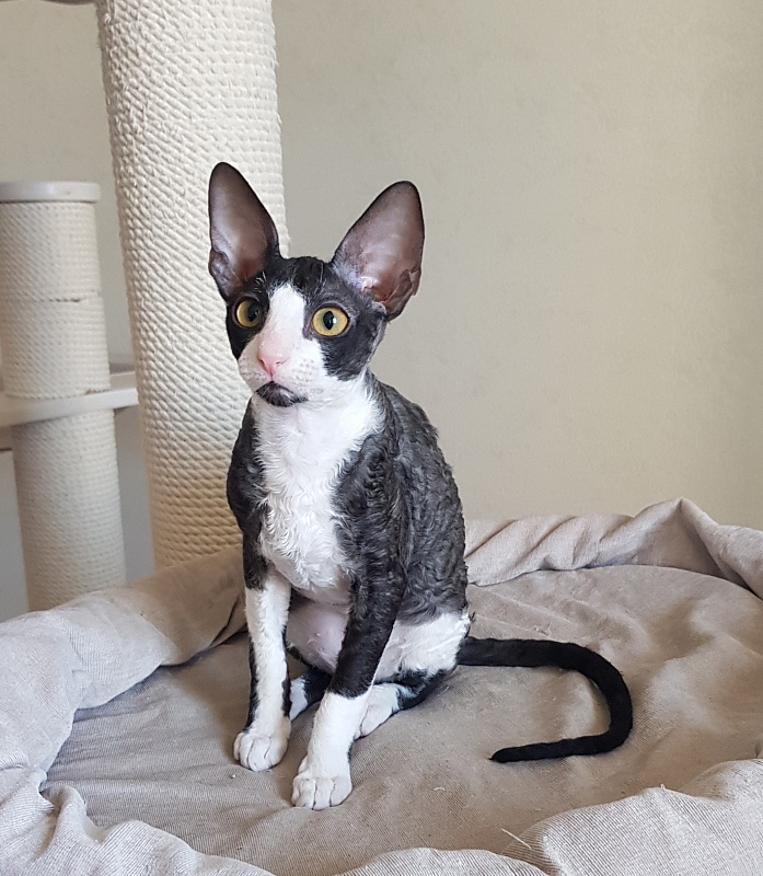 Madame Cherry Elemani Dream - Kitten cornish rex 3 months 4 weeks
