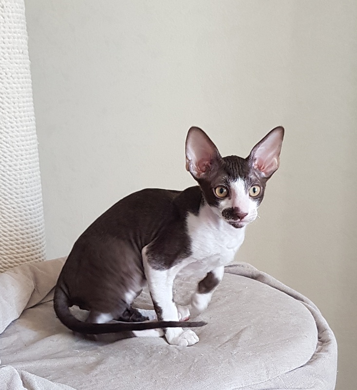Noble Knight Elemani Dream - Kitten cornish rex 3 months 0.5 weeks