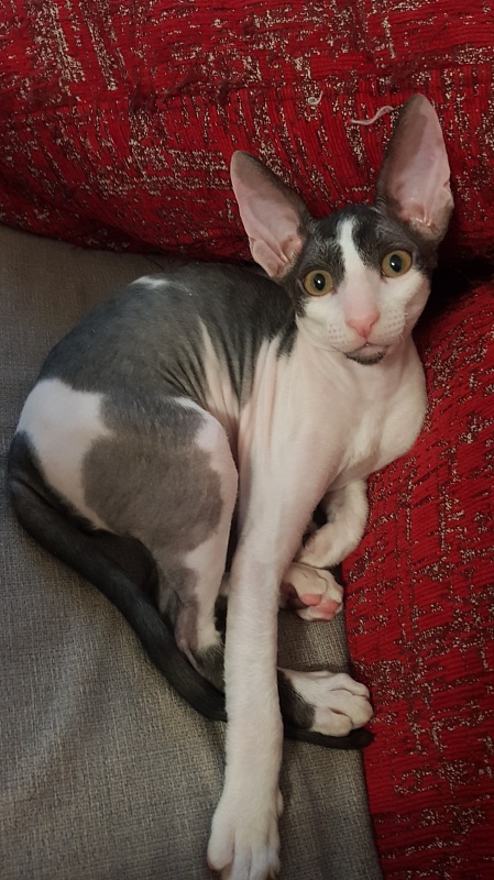 Next Superstar Elemani Dream - Kitten cornish rex 2 months 4 weeks