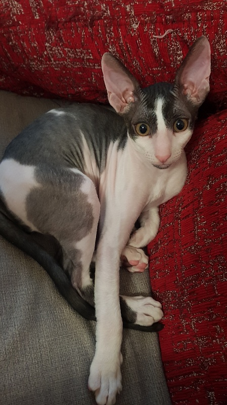 Next Superstar Elemani Dream - Kitten cornish rex 2 months 4 weeks