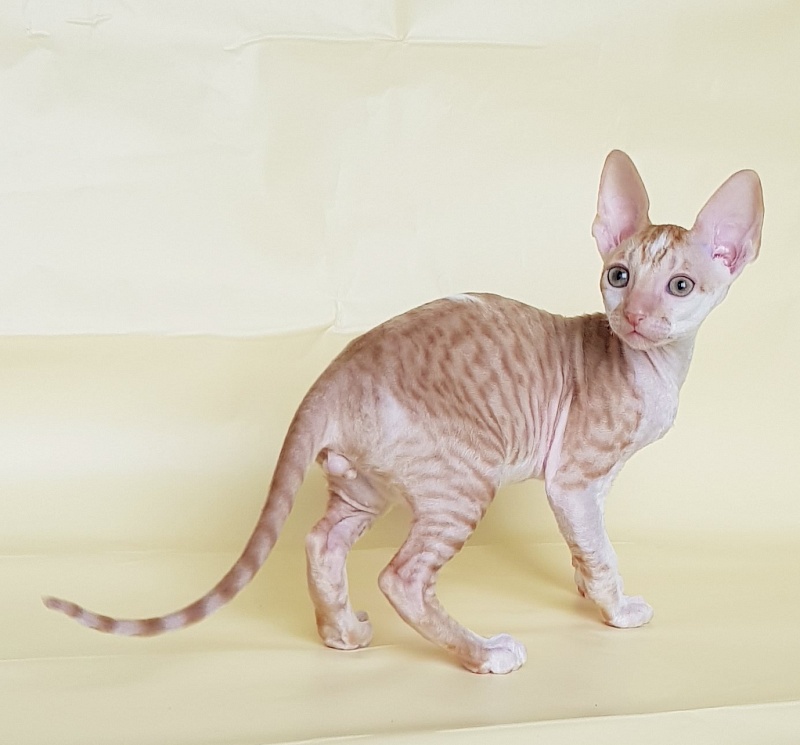Orange Juice Elemani Dream - Kitten cornish rex 2 months 1.5 week