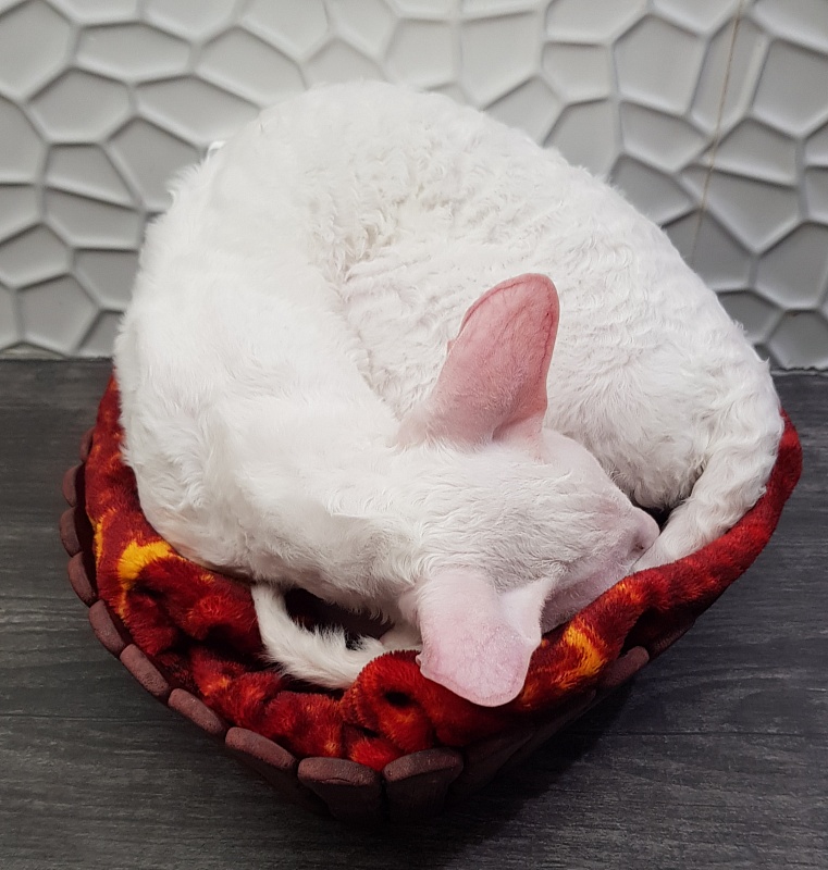 Peony in Bloom Elemani Dream - Котенок корниш-рекс 5 месяцев 1 неделя