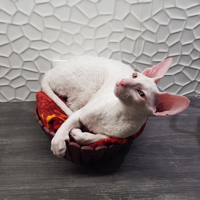 Peony in Bloom Elemani Dream - Котенок корниш-рекс 5 месяцев 1 неделя