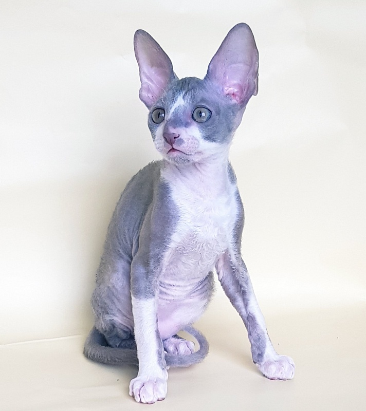 Peony Bouquet Elemani Dream - Kitten cornish rex 2 months 1 week
