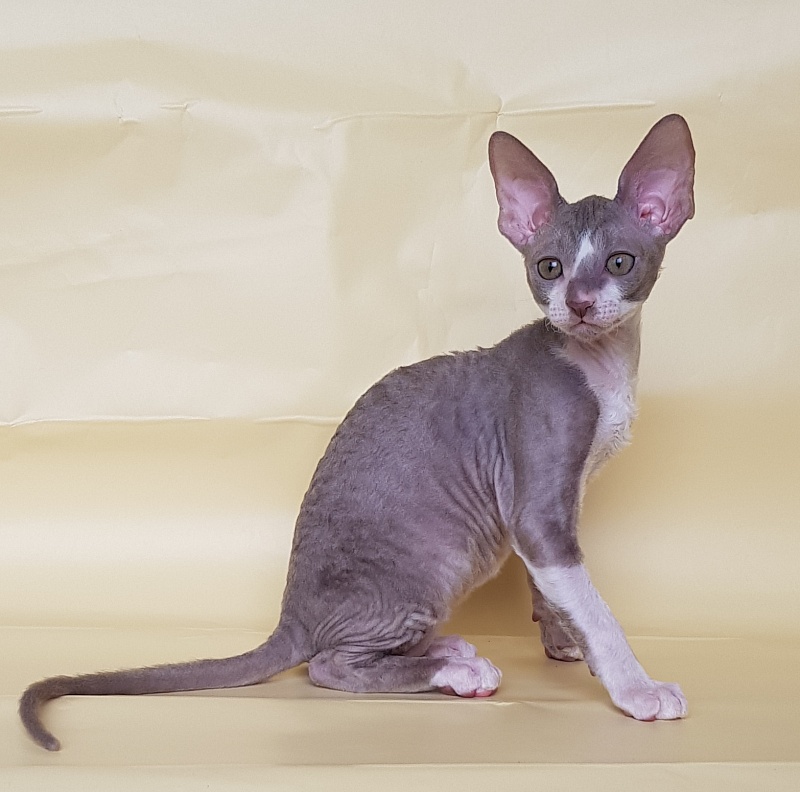 Peony Bouquet Elemani Dream - Kitten cornish rex 2 months 1 week