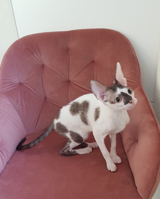 Pearl Button Elemani Dream - Котенок корниш-рекс 4 месяца 3,5 недели