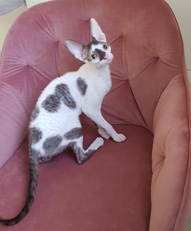 Pearl Button Elemani Dream - Котенок корниш-рекс 4 месяца 3,5 недели