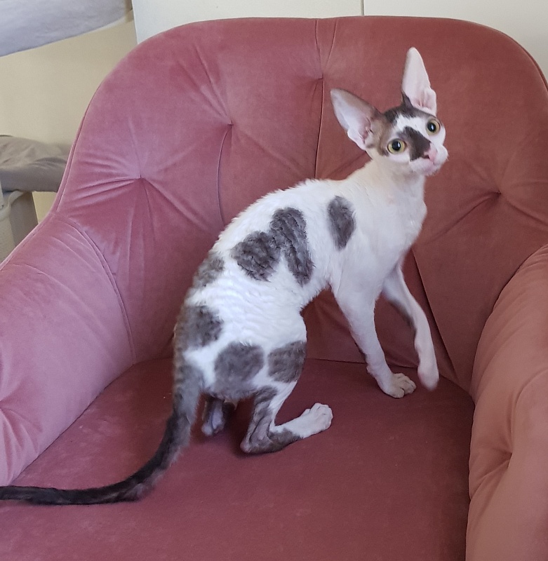 Pearl Button Elemani Dream - Котенок корниш-рекс 4 месяца 3,5 недели