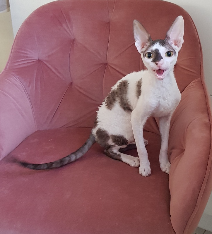 Pearl Button Elemani Dream - Котенок корниш-рекс 4 месяца 3,5 недели