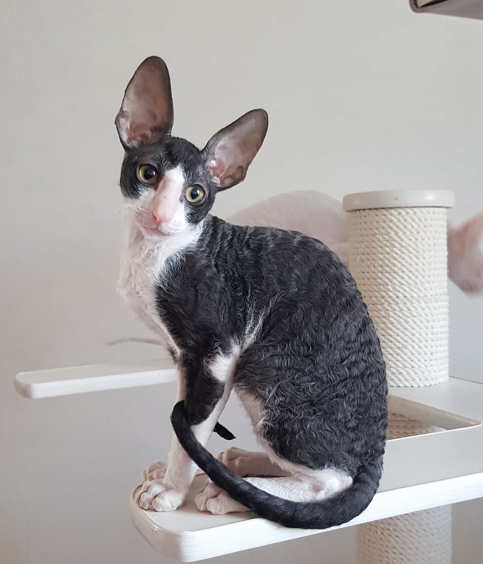 Odin Veter Svobody - Kitten cornish rex 3 months 0.5 weeks